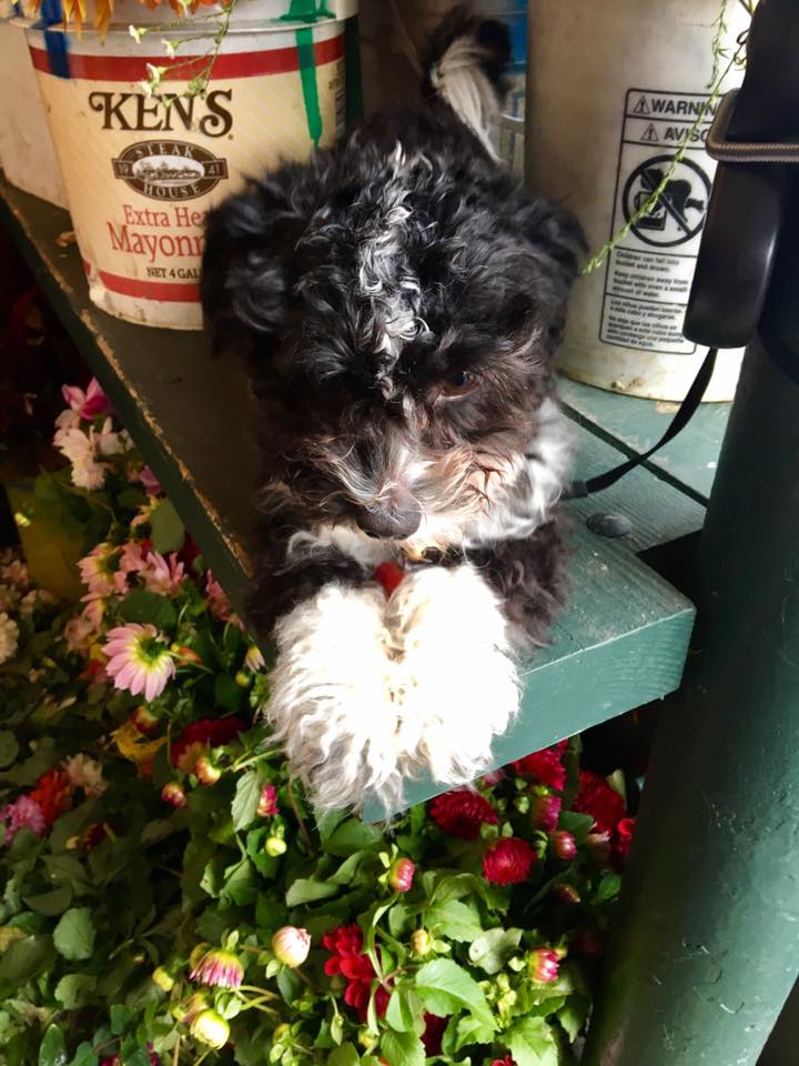 14729140_10157609497355317_9077470396183374682_n